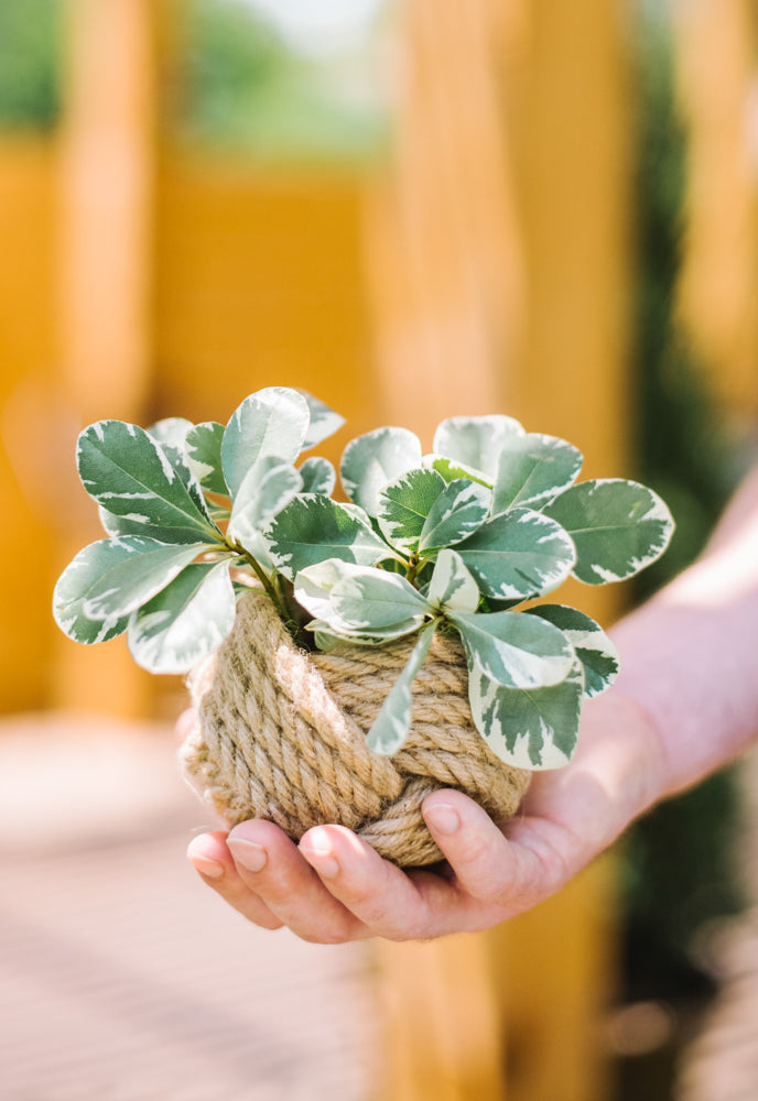 Mini Unbound Planter Jute